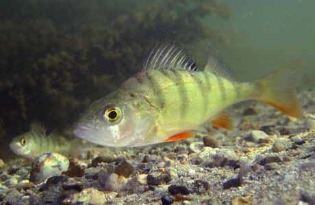 Flussbarsch (Perca fluviatilis) - © Gernot Kunz